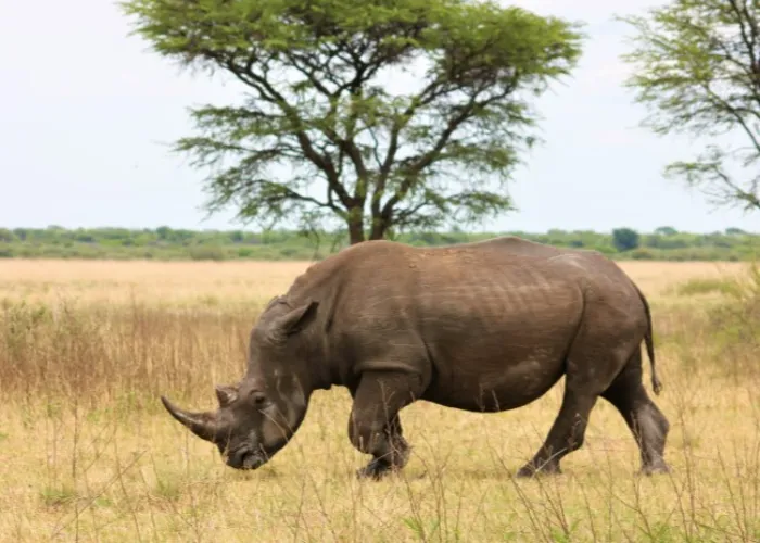 Solio Game Reserve